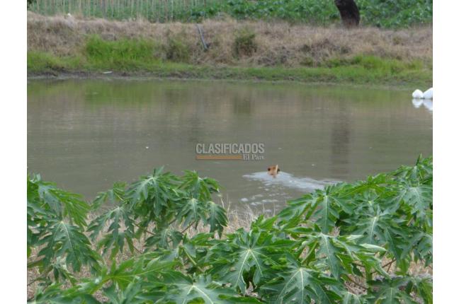 Fincas y Casas Campestres, Venta, Bolívar - $2.800.000.000