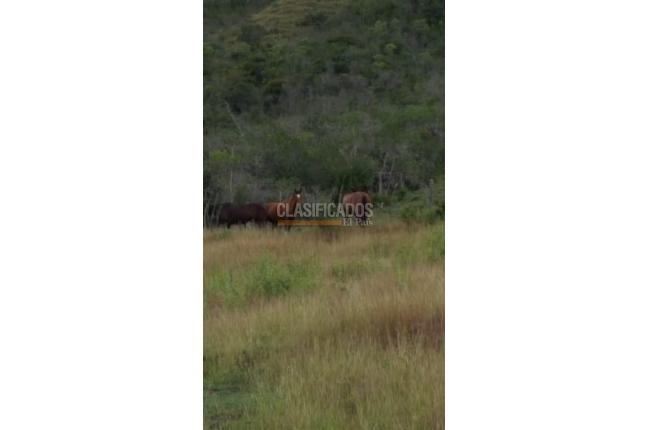 Fincas y Casas Campestres, Venta, Bolívar - $2.800.000.000