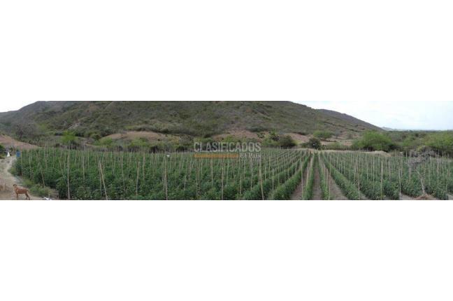 Fincas y Casas Campestres, Venta, Bolívar - $2.800.000.000