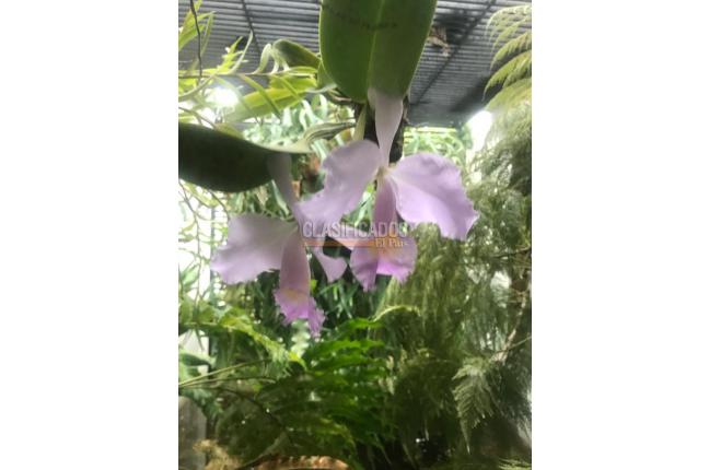 Casas, Venta, Aguacatal - $1.200.000.000