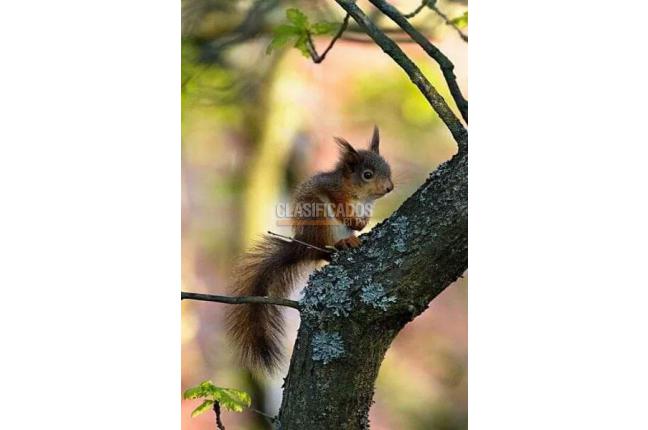 Casas, Venta, Aguacatal - $1.200.000.000