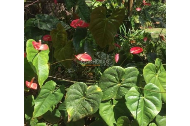 Fincas y Casas Campestres, Venta, Calima (Darién) - $1.200.000.000