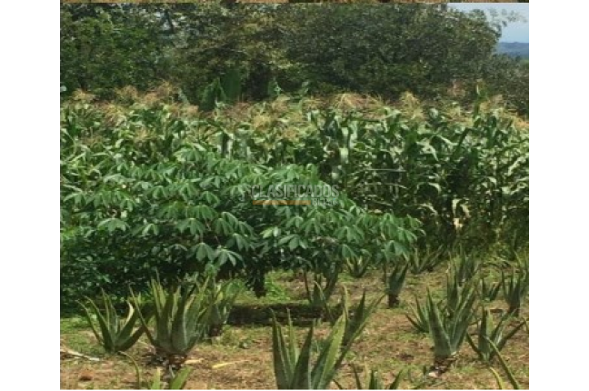 Fincas y Casas Campestres, Venta, Calima (Darién) - $1.200.000.000