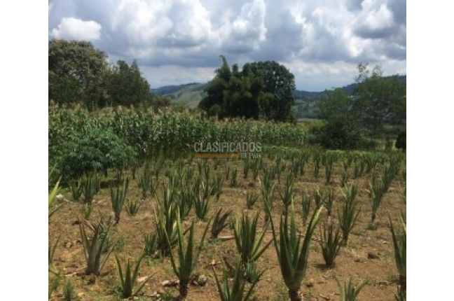 Fincas y Casas Campestres, Venta, Calima (Darién) - $1.200.000.000