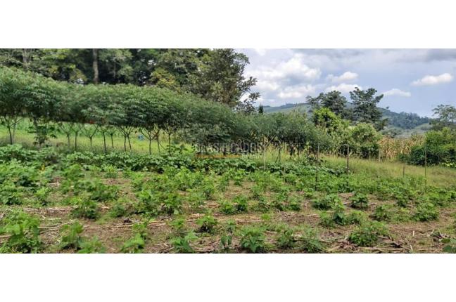 Fincas y Casas Campestres, Venta, Calima (Darién) - $1.495.290.000