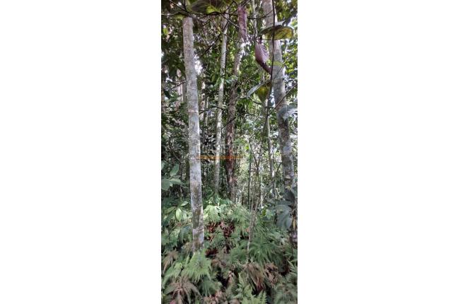 Fincas y Casas Campestres, Venta, Calima (Darién) - $1.495.290.000