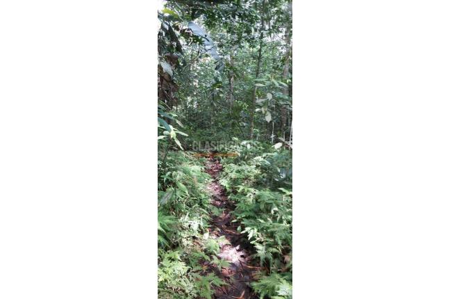 Fincas y Casas Campestres, Venta, Calima (Darién) - $1.495.290.000