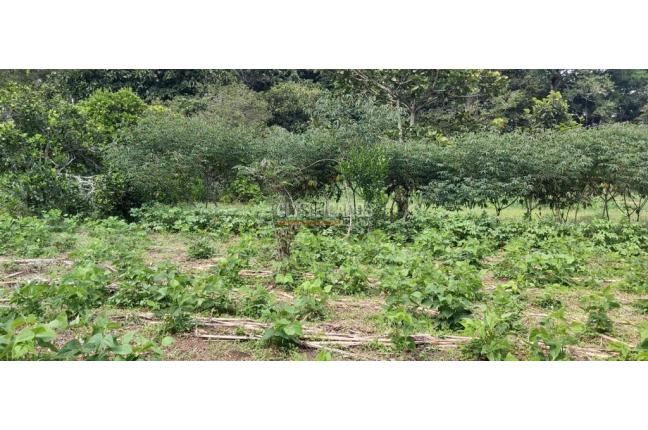 Fincas y Casas Campestres, Venta, Calima (Darién) - $1.495.290.000