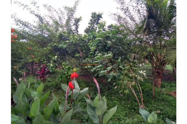 Fincas y Casas Campestres, Venta, La Unión - $500.000.000