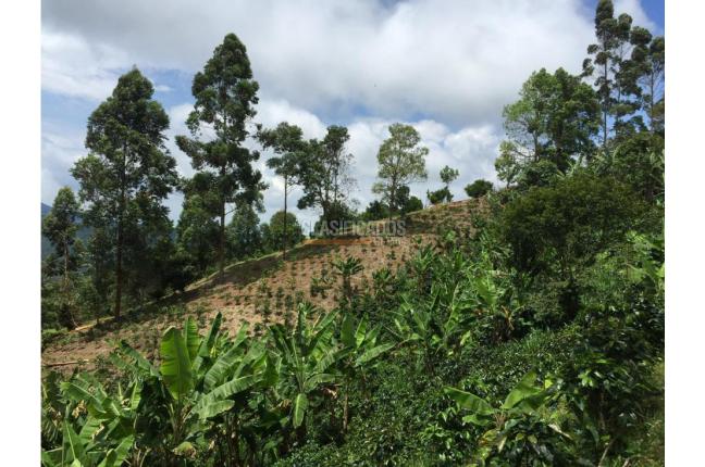 Fincas y Casas Campestres, Venta en La Leonera