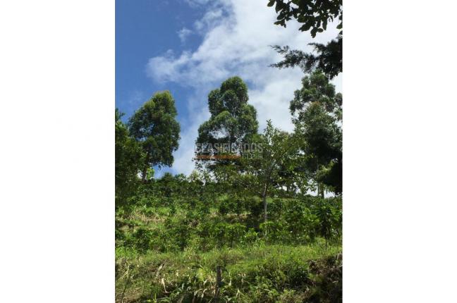 Fincas y Casas Campestres, Venta, La Leonera - $3.000.000.000