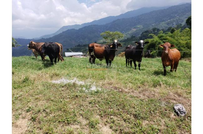 Fincas y Casas Campestres, Venta, San Pedro - $4.500.000.000