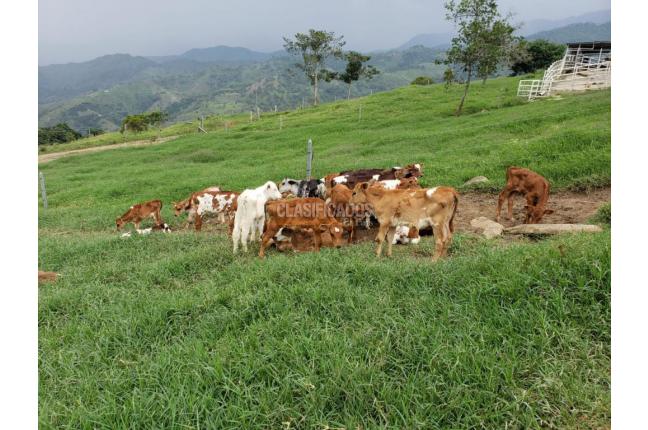 Fincas y Casas Campestres, Venta, San Pedro - $4.500.000.000