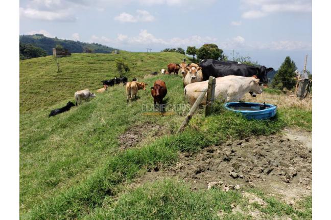 Fincas y Casas Campestres, Venta, San Pedro - $4.500.000.000