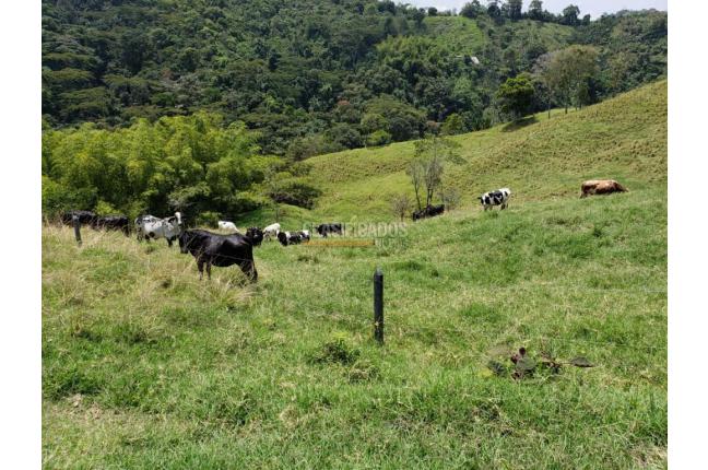 Fincas y Casas Campestres, Venta, San Pedro - $4.500.000.000