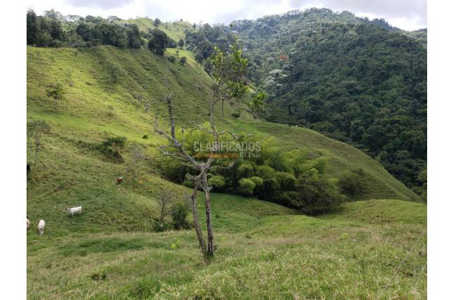 Fincas y Casas Campestres, Venta, San Pedro - $4.500.000.000