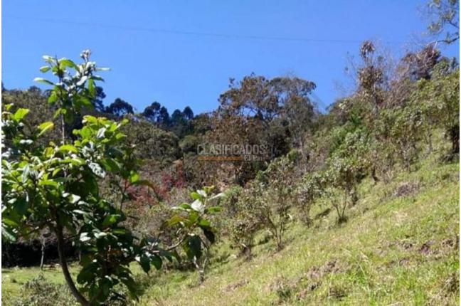 Lotes, Venta en Copacabana