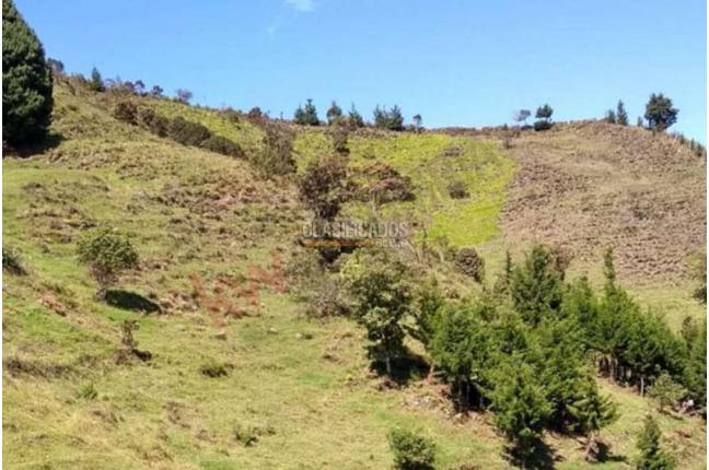 Lotes, Venta, Copacabana - $1.000.000.000