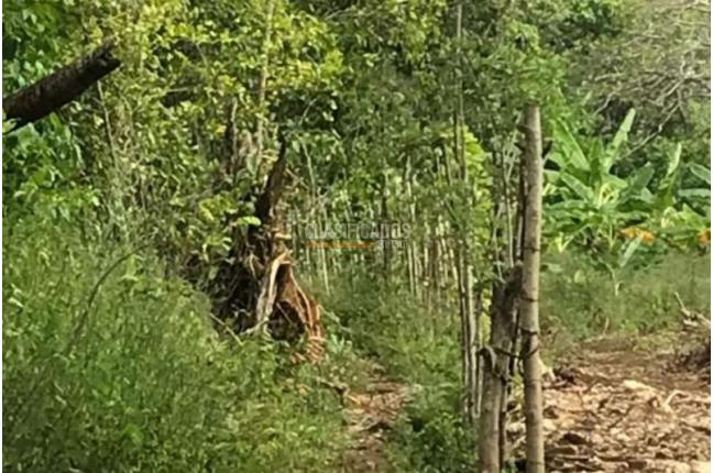 Lotes, Venta, San Andrés - $320.000.000