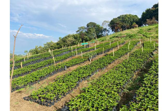 Fincas y Casas Campestres, Venta en Jamundí