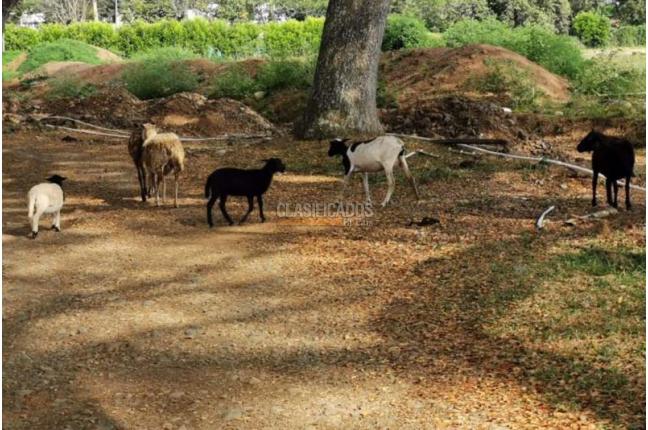 Casas, Venta, Jamundí - $70.000.000