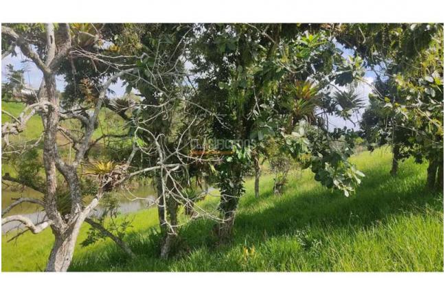 Lotes, Venta, Popayán - $240.000.000