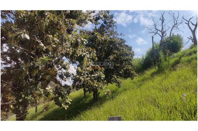 Lotes, Venta, Popayán - $240.000.000
