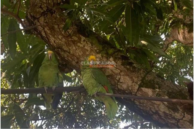 Fincas y Casas Campestres, Venta, Melgar - $1.100.000.000