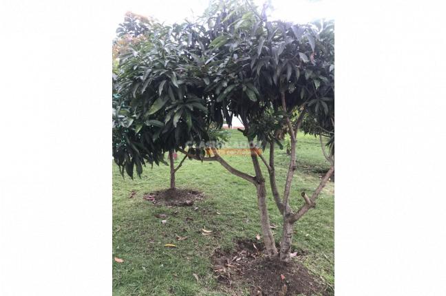 Casas, Venta, La Buitrera - $970.000.000