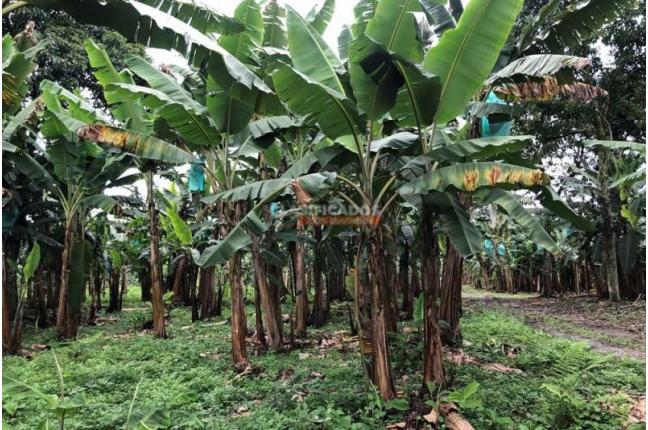 Fincas y Casas Campestres, Venta en Montenegro