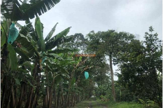 Fincas y Casas Campestres, Venta en Montenegro