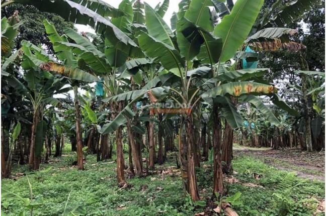 Fincas y Casas Campestres, Venta, Montenegro - $4.500.000.000