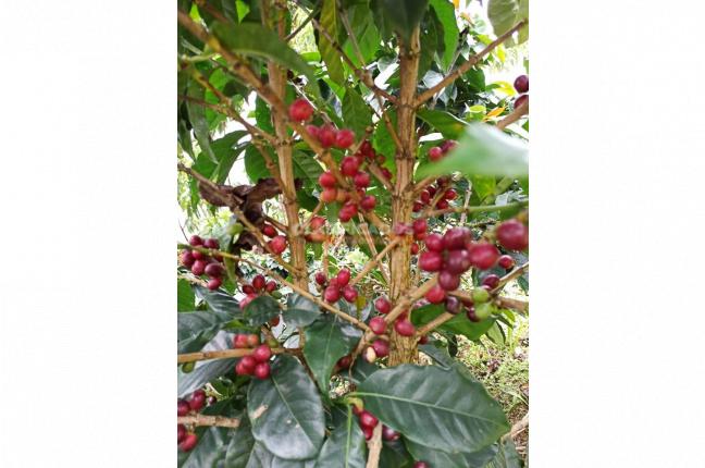 Fincas y Casas Campestres, Venta, La Leonera - $3.500.000.000