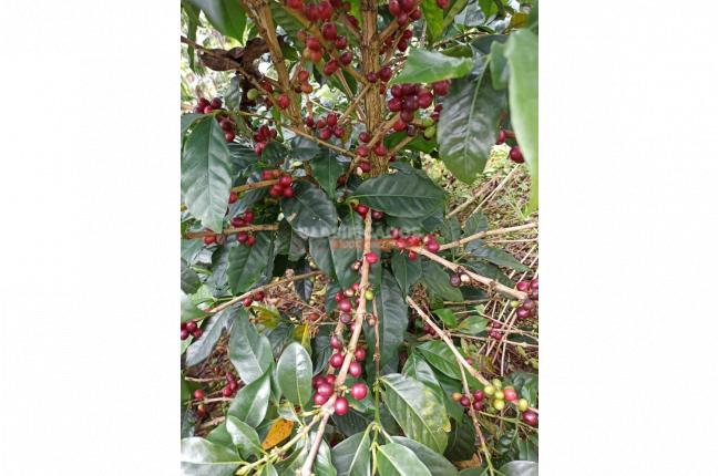 Fincas y Casas Campestres, Venta, La Leonera - $3.500.000.000