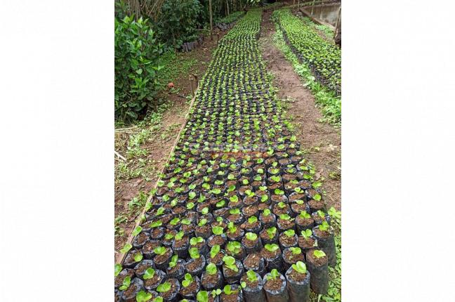 Fincas y Casas Campestres, Venta, La Leonera - $3.500.000.000