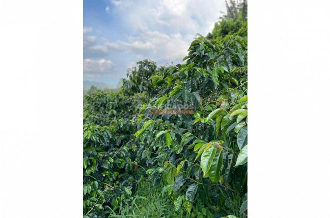 Fincas y Casas Campestres, Venta, La Leonera - $3.500.000.000