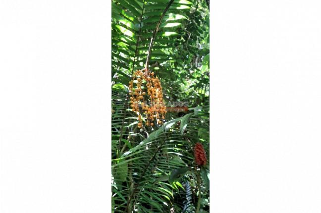 Fincas y Casas Campestres, Venta, La Leonera - $3.500.000.000