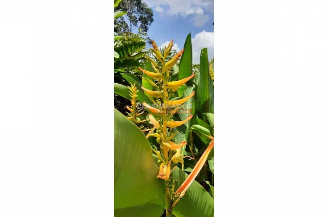 Fincas y Casas Campestres, Venta, La Leonera - $3.500.000.000