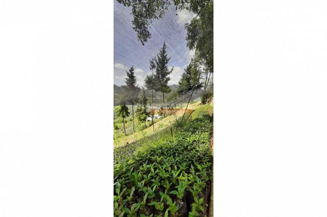 Fincas y Casas Campestres, Venta, La Leonera - $3.500.000.000