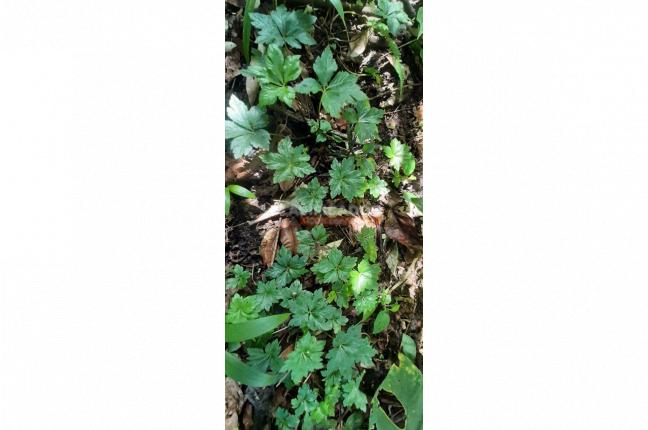 Fincas y Casas Campestres, Venta, La Leonera - $3.500.000.000