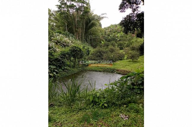 Fincas y Casas Campestres, Venta, Montenegro - $2.200.000.000