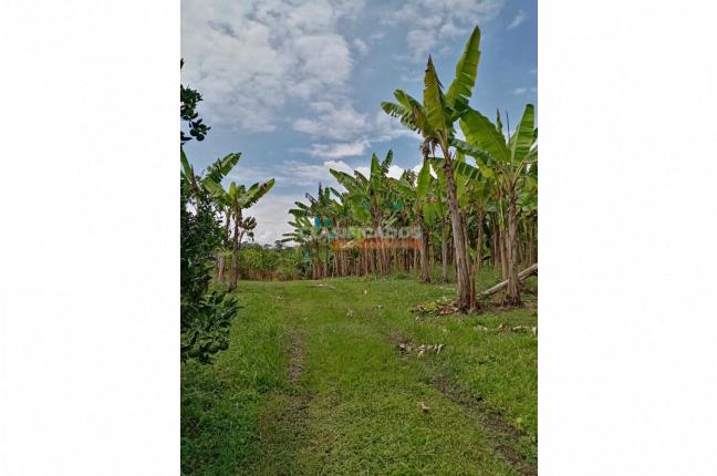 Fincas y Casas Campestres, Venta, Montenegro - $2.200.000.000