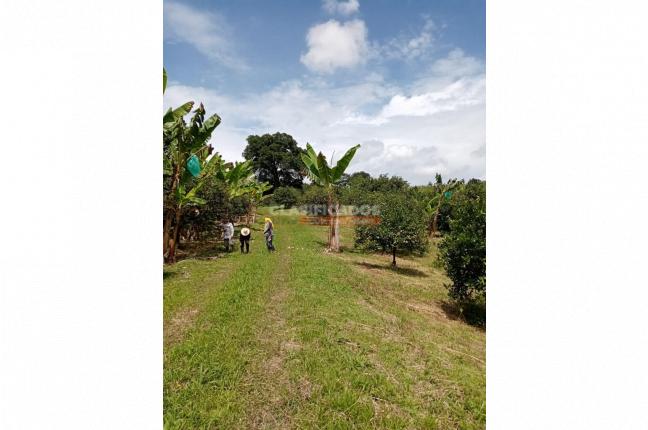 Fincas y Casas Campestres, Venta, Montenegro - $2.200.000.000