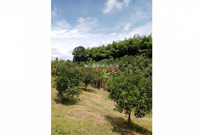 Fincas y Casas Campestres, Venta, Montenegro - $2.200.000.000