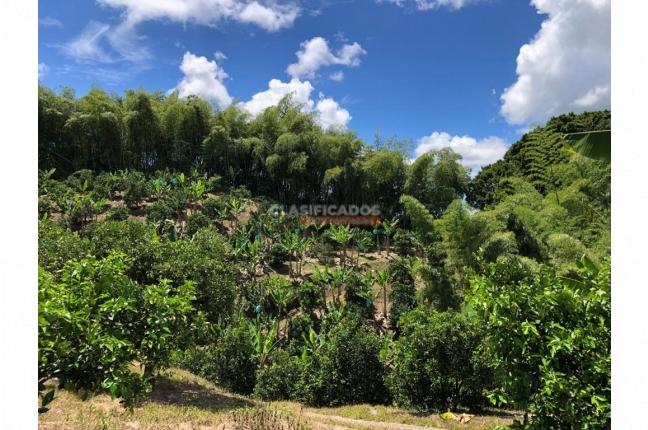 Fincas y Casas Campestres, Venta, Montenegro - $2.200.000.000