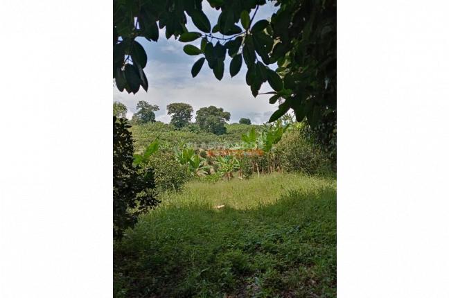 Fincas y Casas Campestres, Venta, Montenegro - $2.200.000.000