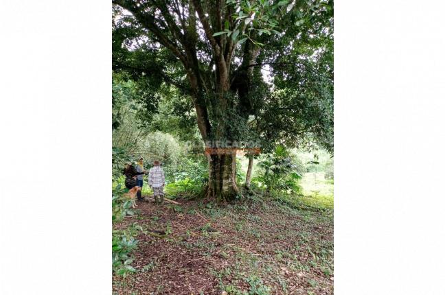 Fincas y Casas Campestres, Venta, Montenegro - $2.200.000.000