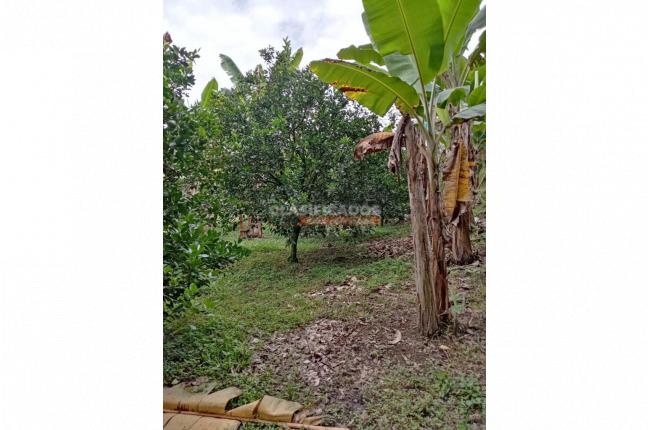 Fincas y Casas Campestres, Venta, Montenegro - $2.200.000.000