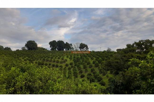 Fincas y Casas Campestres, Venta, Montenegro - $2.200.000.000