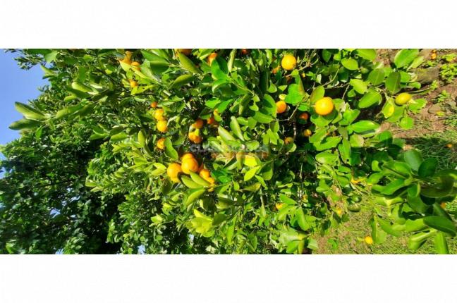 Fincas y Casas Campestres, Venta, La Buitrera - $1.850.000.000